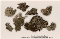 藏品(雪花衣屬)的圖片